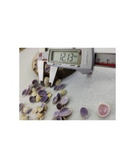 Deniz kabuğu 12 mm - 25 gr