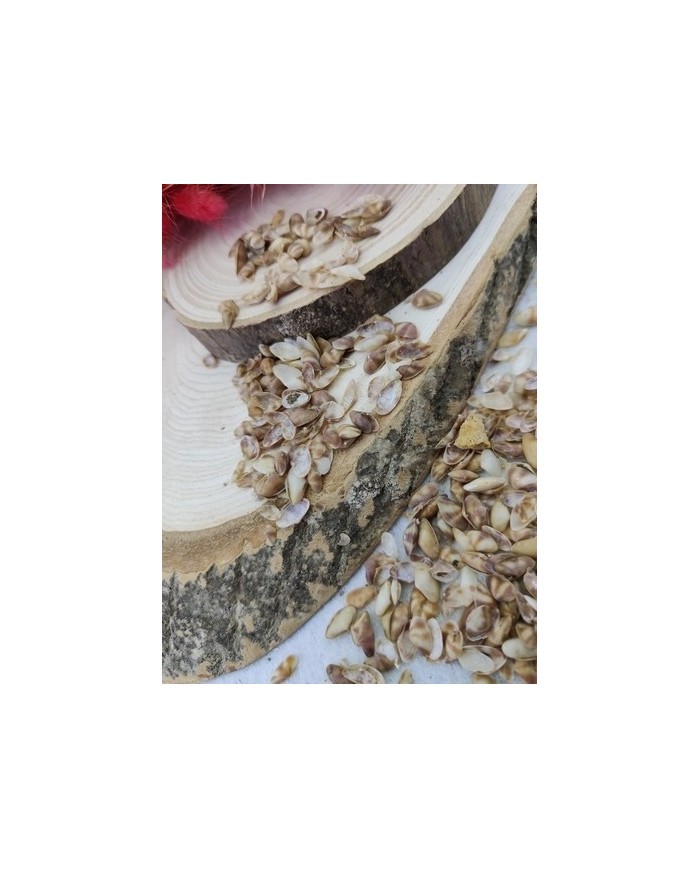 Denız kabuğu - 25 gr