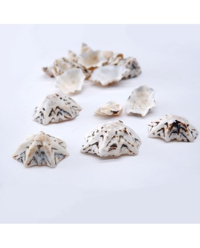 Deniz Kabuğu - Star Limpet - 100 gr