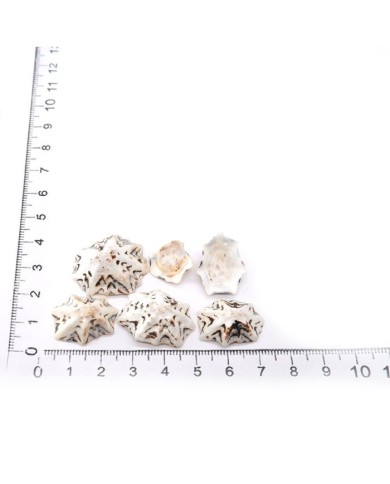 Deniz Kabuğu - Star Limpet - 100 gr