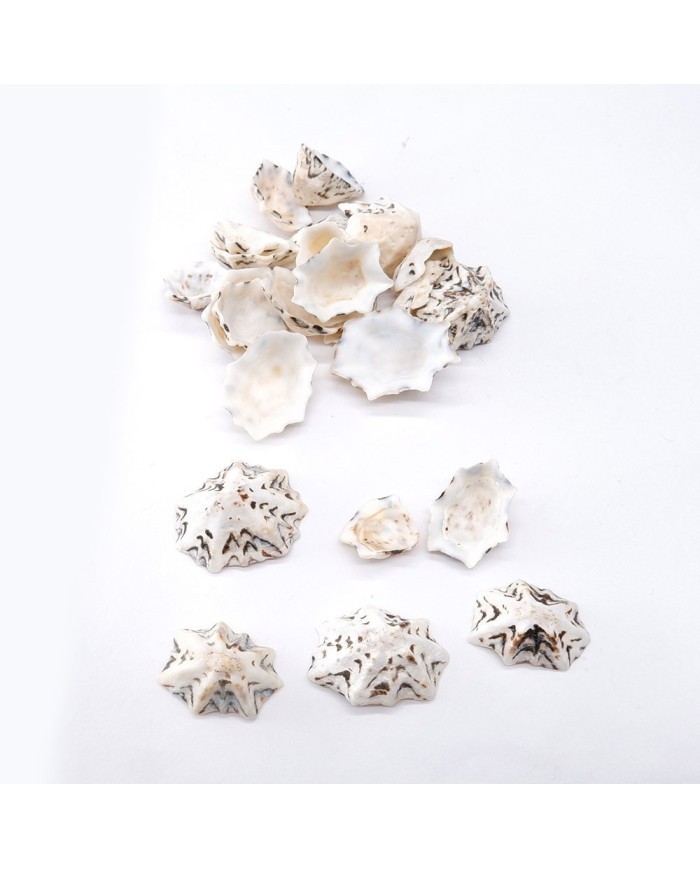 Deniz Kabuğu - Star Limpet - 50 gr