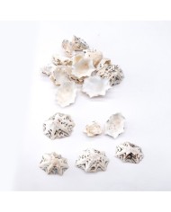 Deniz Kabuğu - Star Limpet - 50 gr