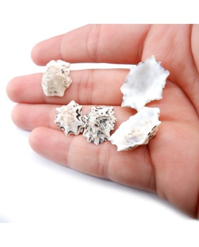 Deniz Kabuğu - Star Limpet - 100 gr