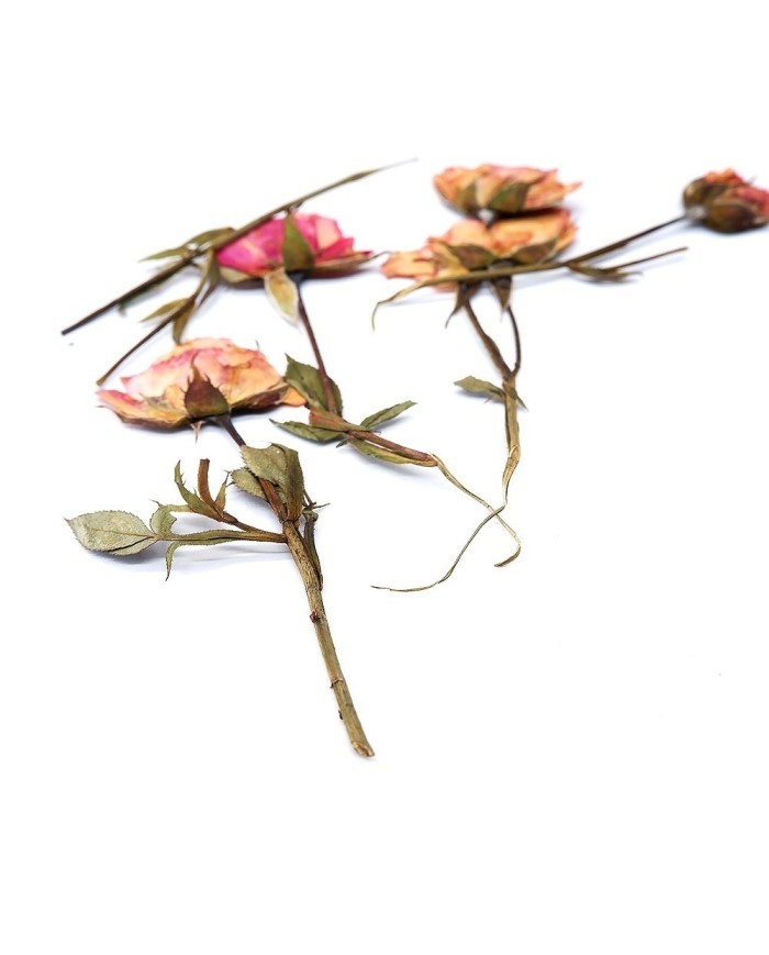 KURUTULMUŞ GÜL - 5 ADET