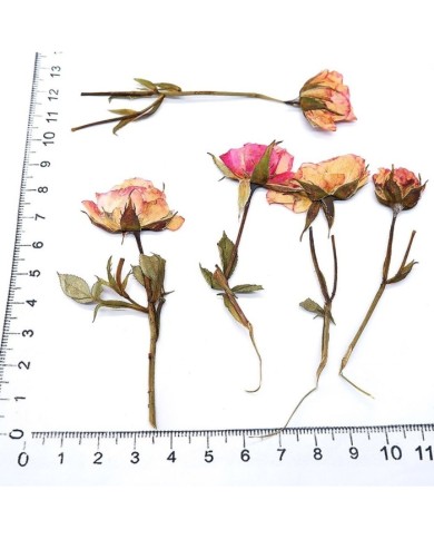 KURUTULMUŞ GÜL - 5 ADET