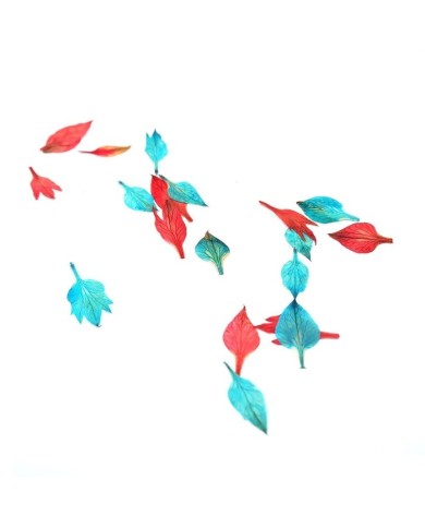 KURUTULMUŞ NİGELLA DAMASCENA YAPRAKLARI