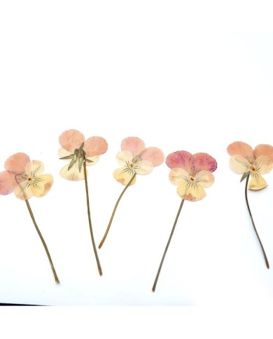 KURUTULMUŞ ÇİÇEK - MENEKŞE - 5 ADET