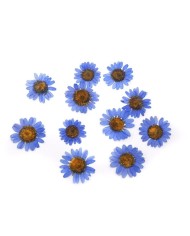 Kurutulmuş Papatya - Mavi 10 Adet