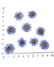 Kurutulmuş Papatya - Mavi 10 Adet