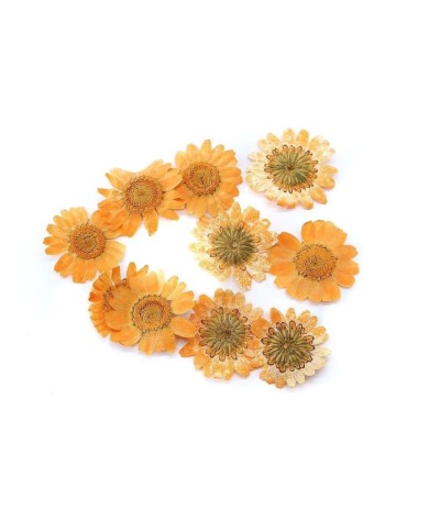 Kurutulmuş Papatya - Oranj 10 Adet