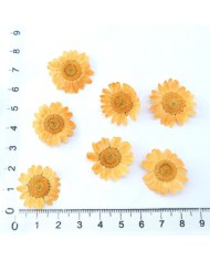 Kurutulmuş Papatya - Oranj 10 Adet