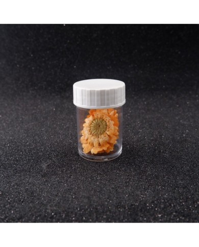 Kurutulmuş Papatya - Oranj 10 Adet