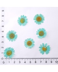 Kurutulmuş Papatya -Turkuaz Mavi 10 Adet