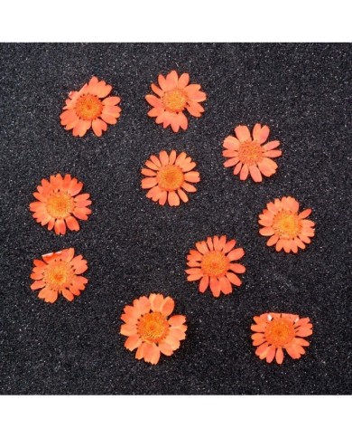 Kurutulmuş Papatya - Turuncu 10 Adet