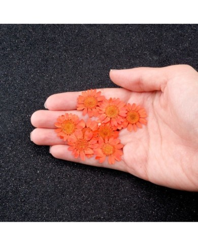 Kurutulmuş Papatya - Turuncu 10 Adet
