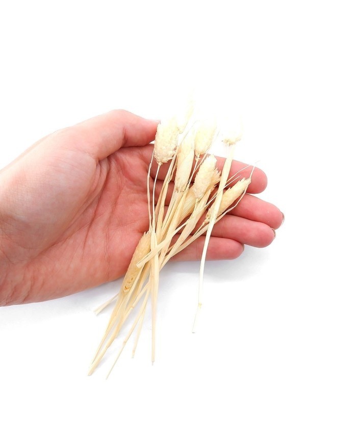 Kurutulmuş Çiçek - Pamuk Otu