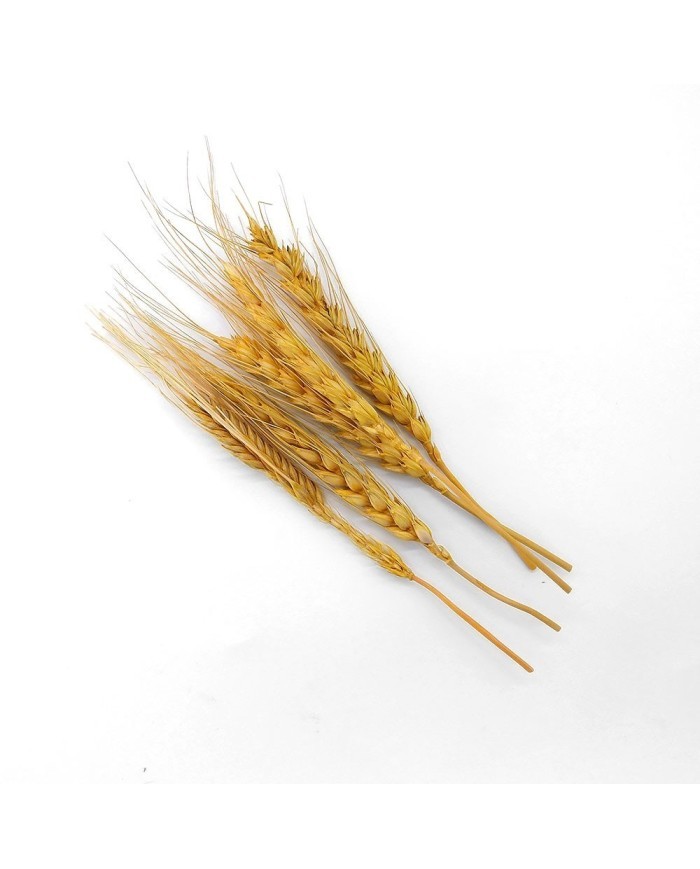 Kurutulmuş Çiçek - Kuru Başak Otu