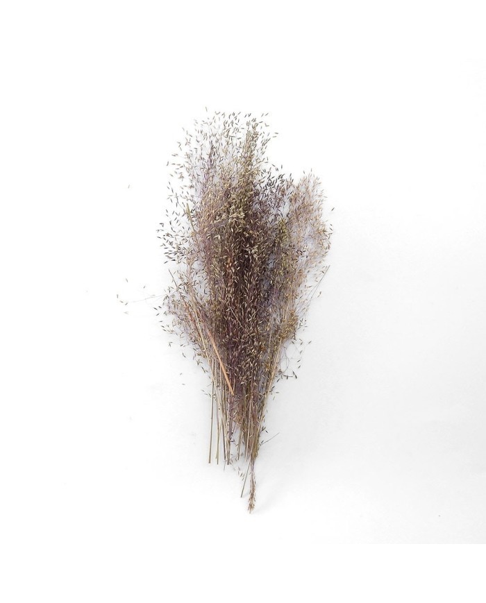 Kurutulmuş Çiçek - Dağ Tüyü Otu