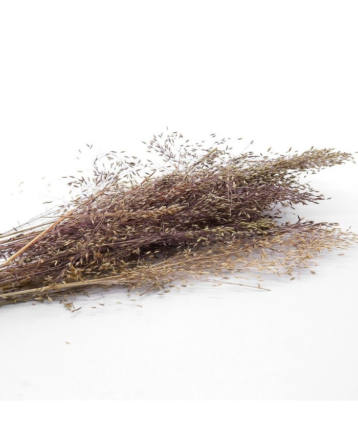 Kurutulmuş Çiçek - Dağ Tüyü Otu