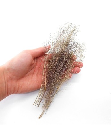 Kurutulmuş Çiçek - Dağ Tüyü Otu