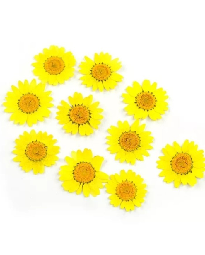 Kurutulmuş Papatya - Sarı 10 Adet