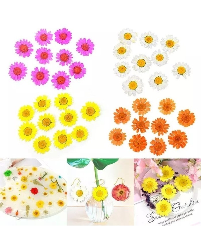 Kurutulmuş Papatya - Sarı 10 Adet