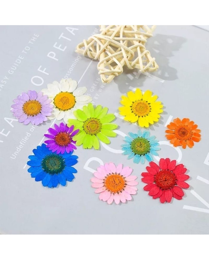 Kurutulmuş Papatya - Sarı 10 Adet