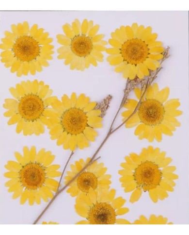 Kurutulmuş Papatya - Yumurta Sarı 10 adet