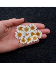 5 Adet Kurutulmuş Papatya - Beyaz Krem Arası