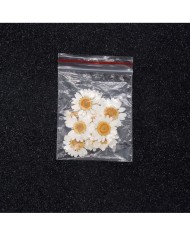 5 Adet Kurutulmuş Papatya - Beyaz Krem Arası