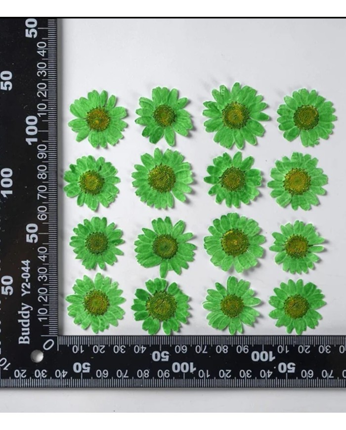 Kurutulmuş Papatya - Çimen Yeşili 5 Adet