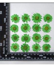 Kurutulmuş Papatya - Çimen Yeşili 5 Adet