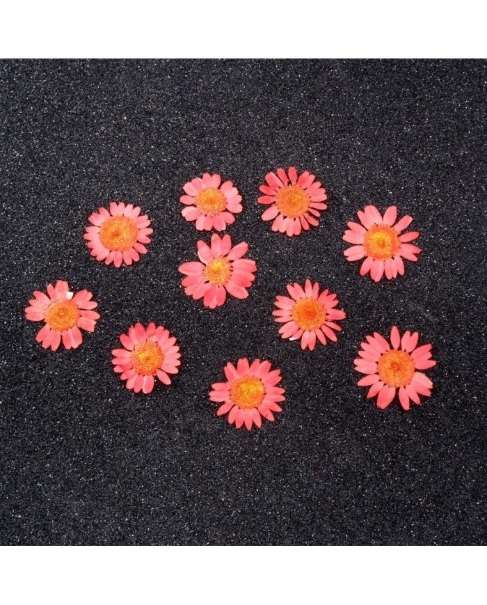 Kurutulmuş Papatya - Açık Kırmızı 5 Adet