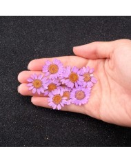 Kurutulmuş Papatya - Açık Pembe 5 Adet