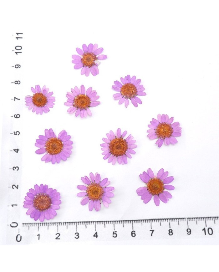 Kurutulmuş Papatya - Açık Pembe 5 Adet