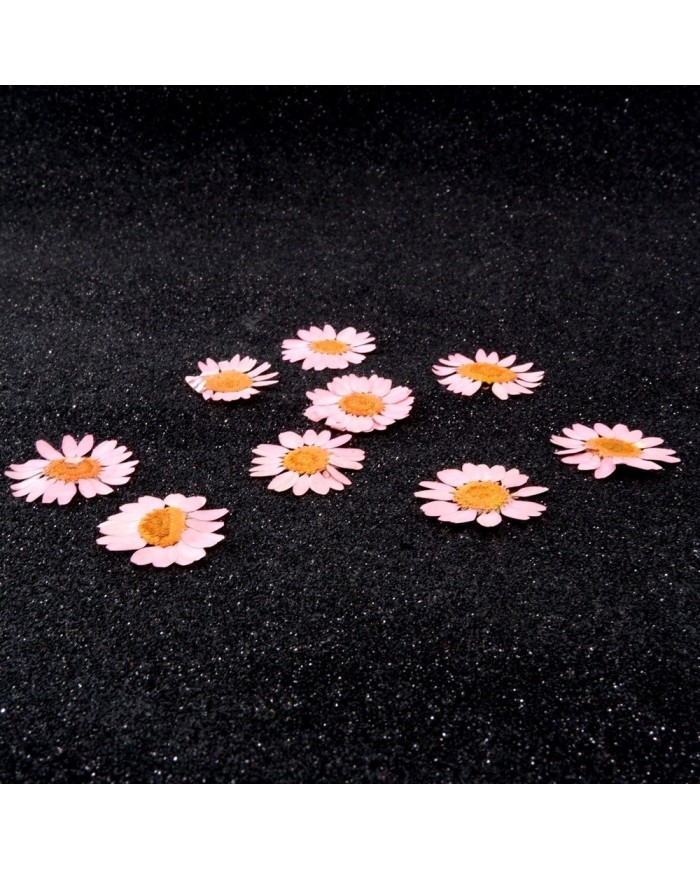 Kurutulmuş Papatya - Açık Pembe 5 Adet