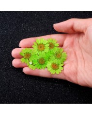 Kurutulmuş Papatya - Fıstık Yeşil 5 Adet