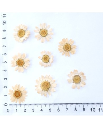 Kurutulmuş Papatya - Krem 5 Adet