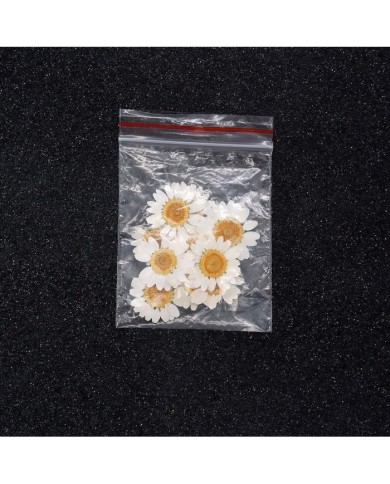 5 Adet Kurutulmuş Papatya - Beyaz Krem Arası