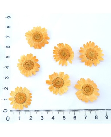 Kurutulmuş Papatya - Oranj  5 Adet