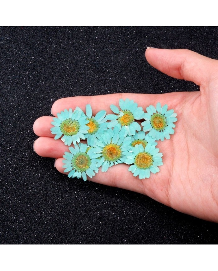 Kurutulmuş Papatya -Turkuaz Mavi 5 Adet