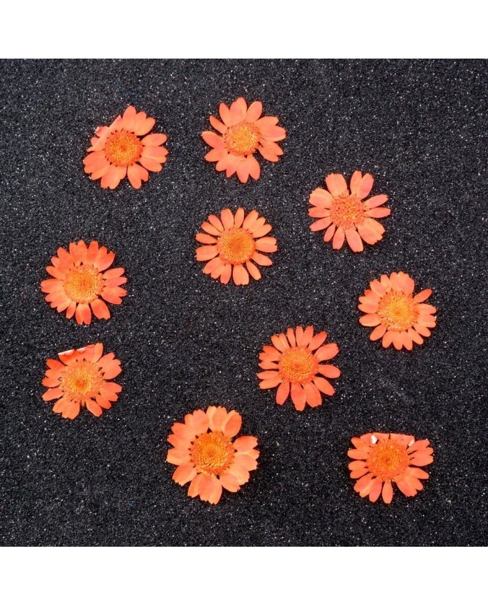 Kurutulmuş Papatya - Turuncu 5 Adet