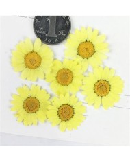 Kurutulmuş Papatya - Sarı 5 Adet