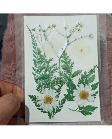 Beyaz Kuru  Çiçek  Papatya Dal Cipso Set