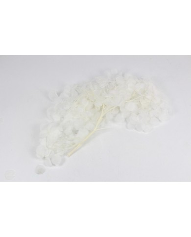 Kurutulmuş Japon çiçeği - Beyaz