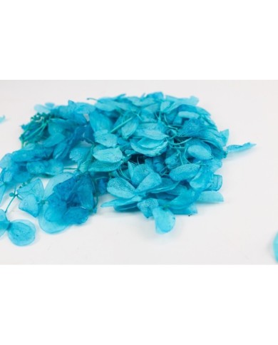 Kurutulmuş Japon çiçeği - Mavi