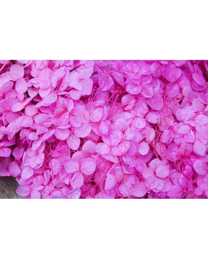 Japon Ortanca Çiçeği - Pembe