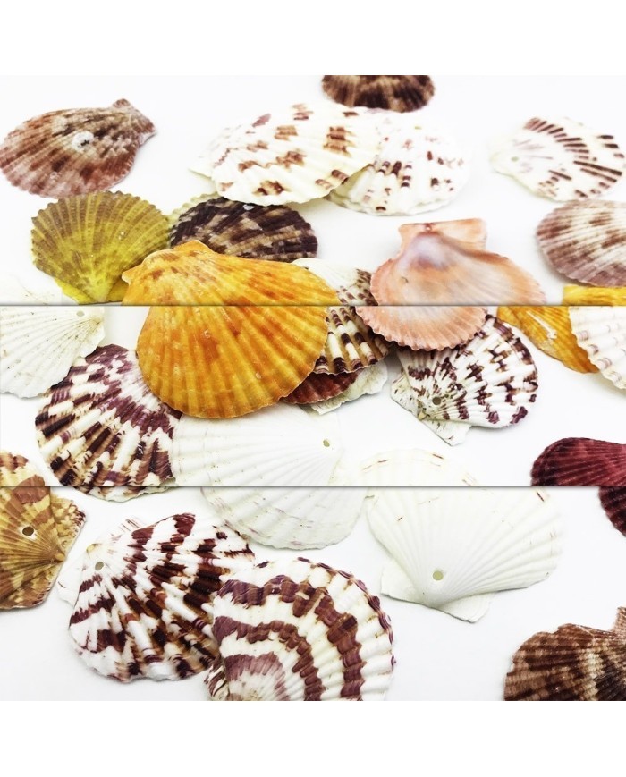 Deniz Kabuğu 5 Adetli Karışık Paket